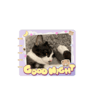 猫(こはくとおと)のスタンプ（個別スタンプ：13）