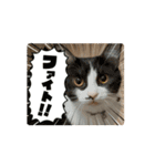 猫(こはくとおと)のスタンプ（個別スタンプ：14）