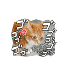 猫(こはくとおと)のスタンプ（個別スタンプ：15）
