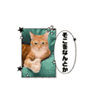 猫(こはくとおと)のスタンプ（個別スタンプ：16）