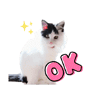 猫のみこちゃんスタンプ（個別スタンプ：1）