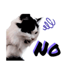 猫のみこちゃんスタンプ（個別スタンプ：2）