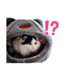 猫のみこちゃんスタンプ（個別スタンプ：5）
