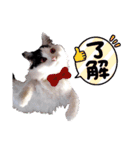 猫のみこちゃんスタンプ（個別スタンプ：6）