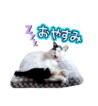 猫のみこちゃんスタンプ（個別スタンプ：10）