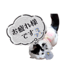 猫のみこちゃんスタンプ（個別スタンプ：11）