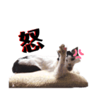 猫のみこちゃんスタンプ（個別スタンプ：12）