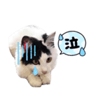 猫のみこちゃんスタンプ（個別スタンプ：13）