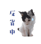 猫のみこちゃんスタンプ（個別スタンプ：14）