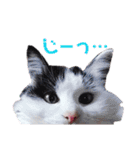 猫のみこちゃんスタンプ（個別スタンプ：17）