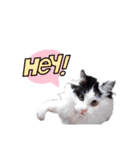 猫のみこちゃんスタンプ（個別スタンプ：20）