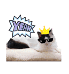 猫のみこちゃんスタンプ（個別スタンプ：21）
