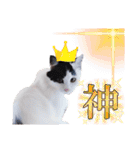 猫のみこちゃんスタンプ（個別スタンプ：23）
