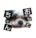 くうちゃんと愉快な古川家（個別スタンプ：10）