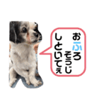 くうちゃんと愉快な古川家（個別スタンプ：16）