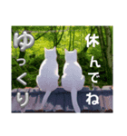 猫2匹の後ろ姿 毎日あいさつ日常（個別スタンプ：1）