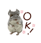 もふもふROOM（個別スタンプ：1）