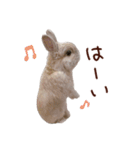 もふもふROOM（個別スタンプ：2）