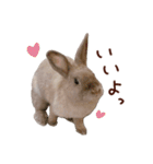 もふもふROOM（個別スタンプ：3）