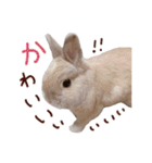 もふもふROOM（個別スタンプ：5）