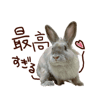 もふもふROOM（個別スタンプ：6）