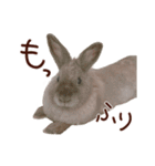 もふもふROOM（個別スタンプ：8）