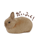 もふもふROOM（個別スタンプ：10）