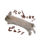 もふもふROOM（個別スタンプ：12）