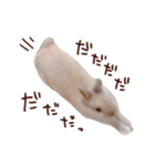 もふもふROOM（個別スタンプ：13）