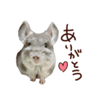 もふもふROOM（個別スタンプ：14）