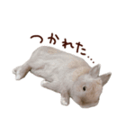 もふもふROOM（個別スタンプ：17）