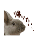 もふもふROOM（個別スタンプ：18）