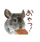 もふもふROOM（個別スタンプ：20）