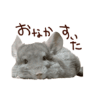 もふもふROOM（個別スタンプ：21）