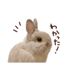 もふもふROOM（個別スタンプ：22）