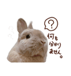 もふもふROOM（個別スタンプ：23）