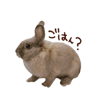 もふもふROOM（個別スタンプ：25）