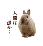 もふもふROOM（個別スタンプ：33）