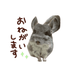 もふもふROOM（個別スタンプ：34）
