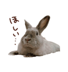 もふもふROOM（個別スタンプ：35）