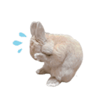 もふもふROOM（個別スタンプ：36）