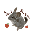 もふもふROOM（個別スタンプ：37）