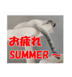 猫のSummerちゃんのスタンプ（個別スタンプ：16）