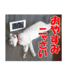 猫のSummerちゃんのスタンプ（個別スタンプ：23）