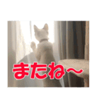 猫のSummerちゃんのスタンプ（個別スタンプ：24）