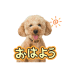 ときどきだちきち2（個別スタンプ：1）