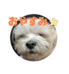 ときどきだちきち2（個別スタンプ：2）