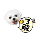 マルチーズのみるく＆こなつのスタンプ2（個別スタンプ：5）