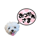 マルチーズのみるく＆こなつのスタンプ2（個別スタンプ：6）