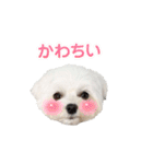 マルチーズのみるく＆こなつのスタンプ2（個別スタンプ：26）